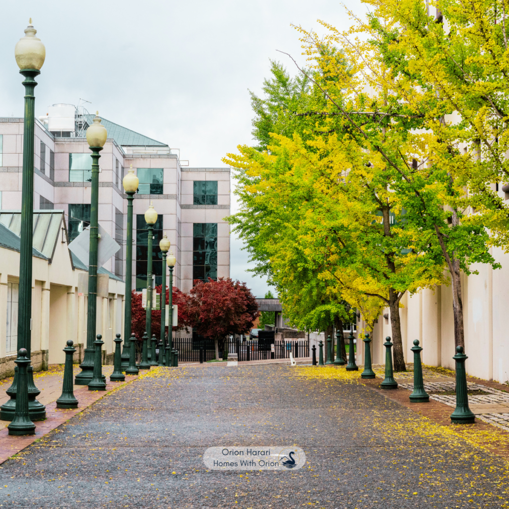 Tree-lined street in downtown Asheville NC in autumn